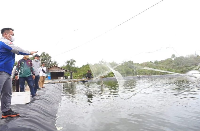  Nizar Hadiri Panen Parsial Udang Vanamei Desa Resang