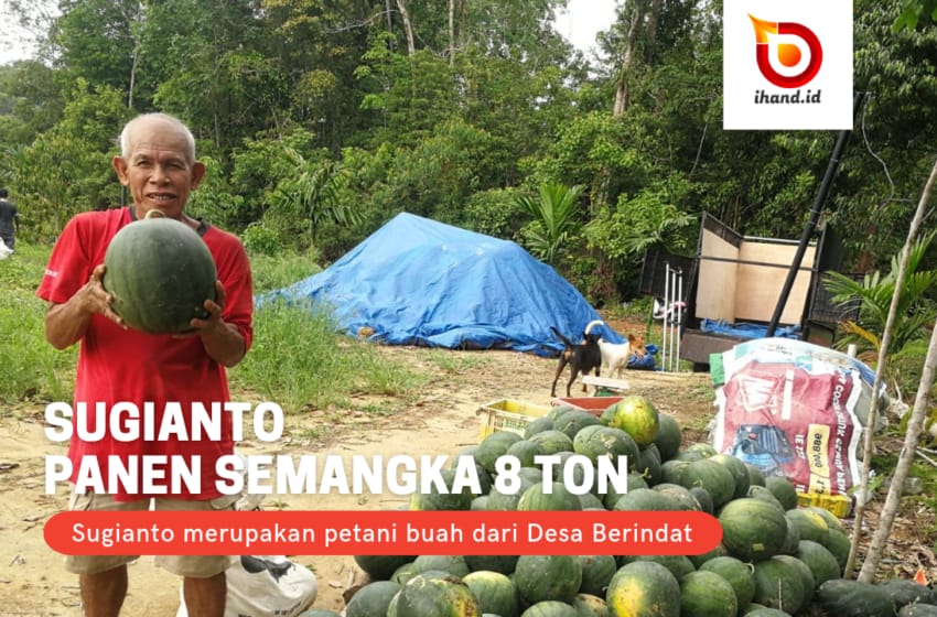  Petani Buah Desa Berindat Panen Semangka 8 Ton