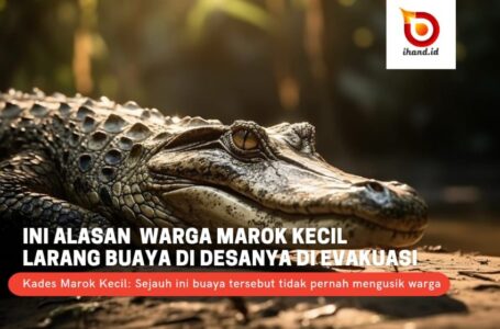 Ini Alasan Warga Marok Kecil Larang Buaya di Desanya di Evakuasi