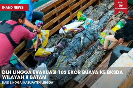 DLH Lingga Evakuasi 102 Ekor Buaya ke BKSDA Wilayah II Batam