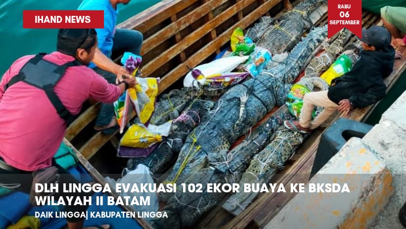  DLH Lingga Evakuasi 102 Ekor Buaya ke BKSDA Wilayah II Batam