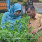 Kebun tanaman milik TP PKK Kec. Singkep Barat (foto: sahib)