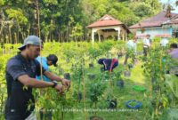 Panen perdana cabai rawit di kebun TP PKK Singkep Barat (foto: ist)