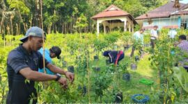 Panen perdana cabai rawit di kebun TP PKK Singkep Barat (foto: ist)