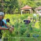 Panen perdana cabai rawit di kebun TP PKK Singkep Barat (foto: ist)