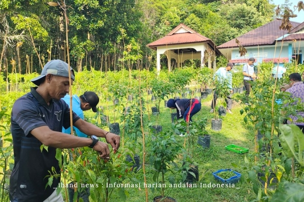  Capai 24 Kilogram, TP PKK Kec. Singkep Barat Panen Perdana Buah Cabai