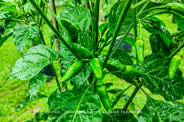 Buah cabai rawit kebun TP PKK Singkep Barat (foto: ist)