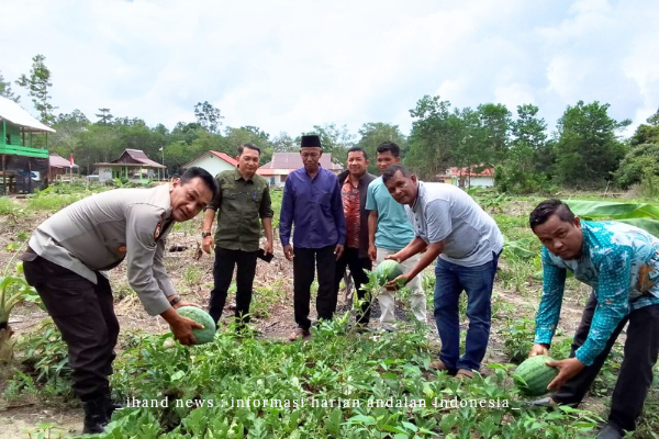  Poktan Desa Sungai Buluh Panen Perdana Semangka, Camat Singkep Barat Apresiasi Keberhasilan