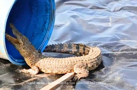 Warga Panik, Ada Buaya Masuk Kolam Tambak Udang Desa Tinjul