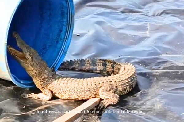  Warga Panik, Ada Buaya Masuk Kolam Tambak Udang Desa Tinjul