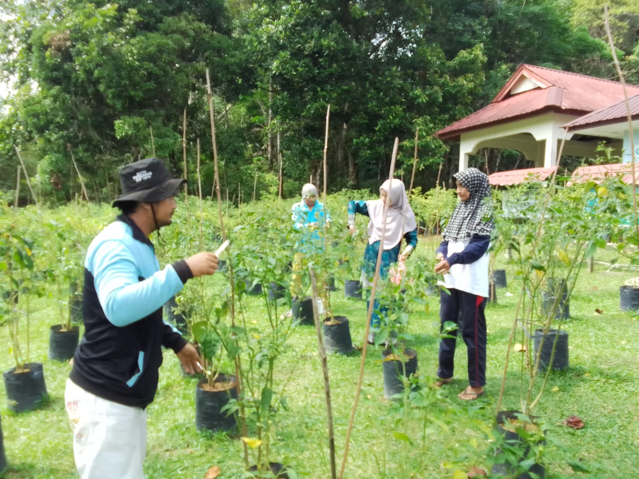 Tanaman Cabe rawit di kebun PKK Kec. Singkep Barat siap panen beberapa waktu lalu | f. Ist