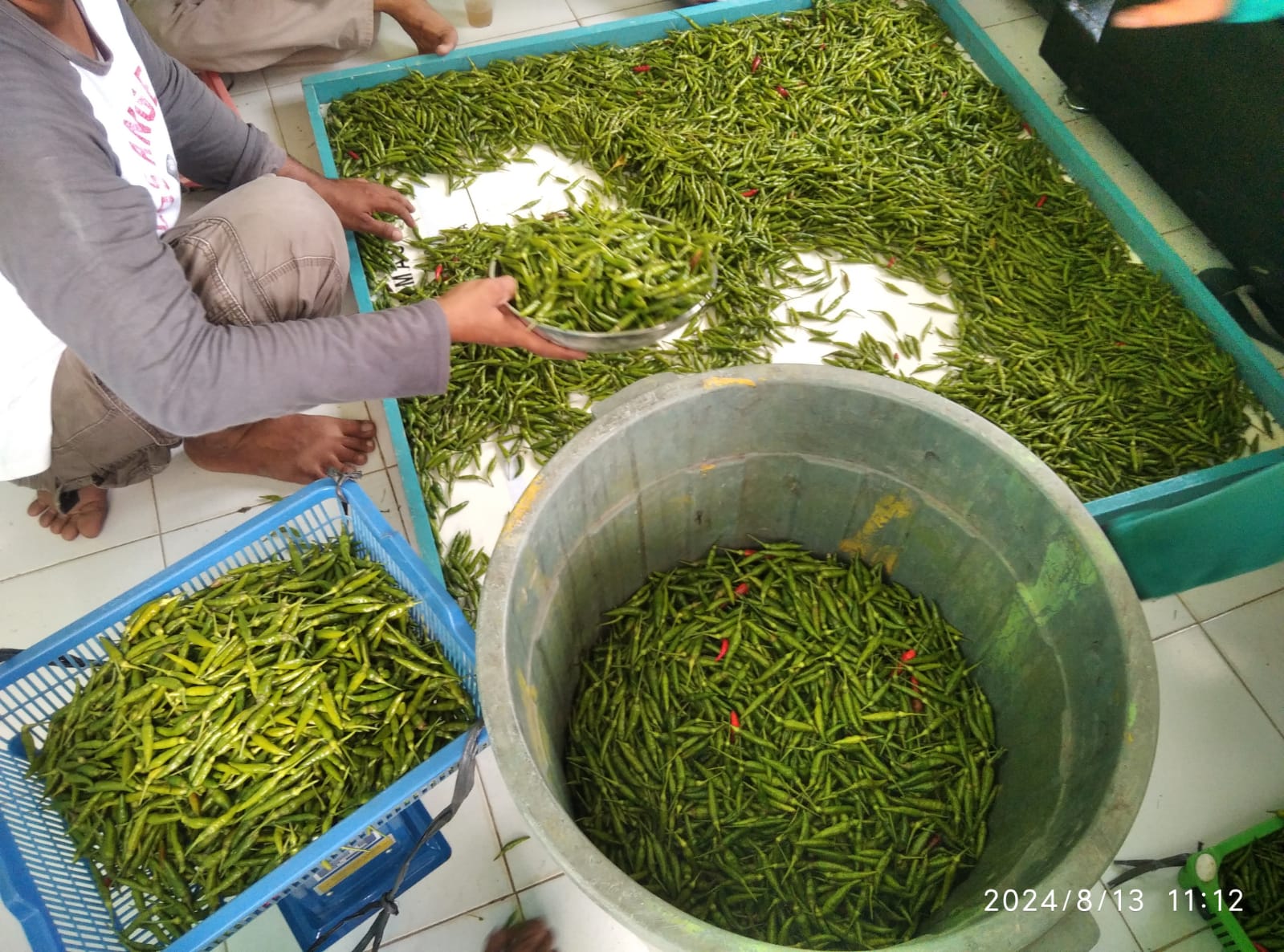 Hasil panen cabe rawit di kebun PKK Kec. Singkep Barat dengan jumlah mencapai ratusan kilogram | f. Ist