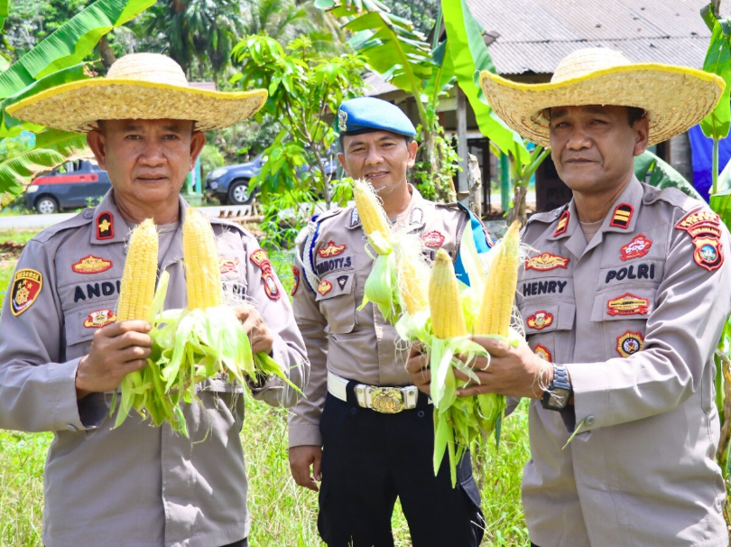 Wakapolres Lingga Pimpin Panen Perdana Jagung Varietas Paragon Pertiwi di Desa Sungai Raya | f. Humas Polres Lingga