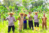 Wakapolres Lingga Pimpin Panen Perdana Jagung Varietas Paragon Pertiwi di Desa Sungai Raya | f. Humas Polres Lingga