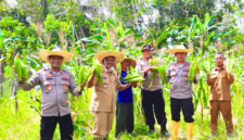 Wakapolres Lingga Pimpin Panen Perdana Jagung Varietas Paragon Pertiwi di Desa Sungai Raya | f. Humas Polres Lingga