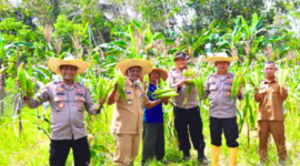 Wakapolres Lingga Pimpin Panen Perdana Jagung Varietas Paragon Pertiwi di Desa Sungai Raya | f. Humas Polres Lingga