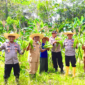 Wakapolres Lingga Pimpin Panen Perdana Jagung Varietas Paragon Pertiwi di Desa Sungai Raya | f. Humas Polres Lingga