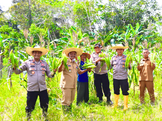 Wakapolres Lingga Pimpin Panen Perdana Jagung Varietas Paragon Pertiwi di Desa Sungai Raya | f. Humas Polres Lingga