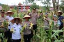 Kompol Andi Sutrisno Pimpin Panen Perdana Jagung di Lahan Ketahanan Pangan Polres Lingga | f. Humas Polres Lingga