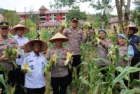 Kompol Andi Sutrisno Pimpin Panen Perdana Jagung di Lahan Ketahanan Pangan Polres Lingga | f. Humas Polres Lingga