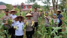 Kompol Andi Sutrisno Pimpin Panen Perdana Jagung di Lahan Ketahanan Pangan Polres Lingga | f. Humas Polres Lingga