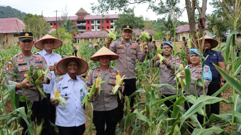 Kompol Andi Sutrisno Pimpin Panen Perdana Jagung di Lahan Ketahanan Pangan Polres Lingga | f. Humas Polres Lingga