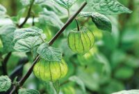 Ciplukan, Buah Favorit Masa Kanak-Kanak yang Ternyata Beracun. Foto: Shutterstock