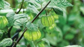 Ciplukan, Buah Favorit Masa Kanak-Kanak yang Ternyata Beracun. Foto: Shutterstock