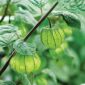 Ciplukan, Buah Favorit Masa Kanak-Kanak yang Ternyata Beracun. Foto: Shutterstock