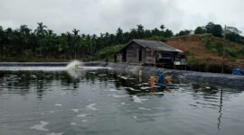Salah satu tambak udang vaname di Kab. Lingga | f. Ridwan