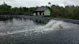 Puluhan pembudidaya udang vaname di Kabupaten Lingga diduga belum mengantongi persetujuan lingkungan dari Dinas Lingkungan Hidup (DLH) Kabupaten Lingga | f. Ridwan