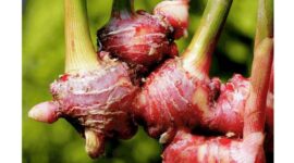 jahe merah (Zingiber officinale var. rubrum) | f. Red