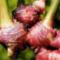 jahe merah (Zingiber officinale var. rubrum) | f. Red
