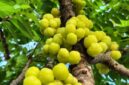 Ceremai, atau yang dalam bahasa ilmiah dikenal sebagai Phyllanthus acidus, tumbuh subur di berbagai daerah tropis, termasuk Indonesia | f. Heroborneo