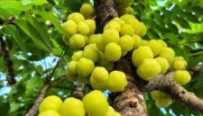 Ceremai, atau yang dalam bahasa ilmiah dikenal sebagai Phyllanthus acidus, tumbuh subur di berbagai daerah tropis, termasuk Indonesia | f. Heroborneo