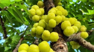Ceremai, atau yang dalam bahasa ilmiah dikenal sebagai Phyllanthus acidus, tumbuh subur di berbagai daerah tropis, termasuk Indonesia | f. Heroborneo