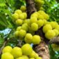 Ceremai, atau yang dalam bahasa ilmiah dikenal sebagai Phyllanthus acidus, tumbuh subur di berbagai daerah tropis, termasuk Indonesia | f. Heroborneo