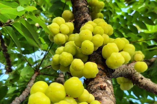 Ceremai, atau yang dalam bahasa ilmiah dikenal sebagai Phyllanthus acidus, tumbuh subur di berbagai daerah tropis, termasuk Indonesia | f. Heroborneo