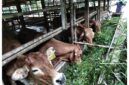 Sapi Brahman x milik kelompok tani Pengusaha Muda Kab. Lingga | f. Ihand
