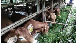 Sapi Brahman x milik kelompok tani Pengusaha Muda Kab. Lingga | f. Ihand