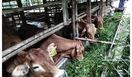 Sapi Brahman x milik kelompok tani Pengusaha Muda Kab. Lingga | f. Ihand