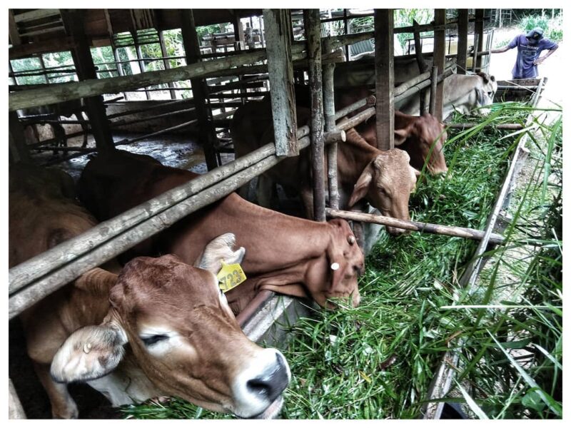 Sapi Brahman x milik kelompok tani Pengusaha Muda Kab. Lingga | f. Ihand