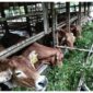 Sapi Brahman x milik kelompok tani Pengusaha Muda Kab. Lingga | f. Ihand