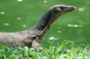 Jenis Biawak air yang kerap masuk ke rumah warga | f. Ist