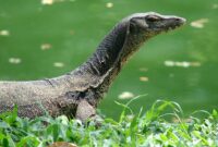 Jenis Biawak air yang kerap masuk ke rumah warga | f. Ist