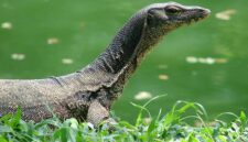 Jenis Biawak air yang kerap masuk ke rumah warga | f. Ist