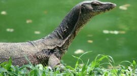 Jenis Biawak air yang kerap masuk ke rumah warga | f. Ist