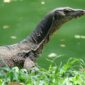Jenis Biawak air yang kerap masuk ke rumah warga | f. Ist