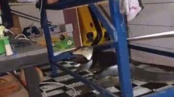 insiden seekor biawak besar yang masuk ke dalam rumah warga dan memangsa dua ekor anak kucing | f. Red