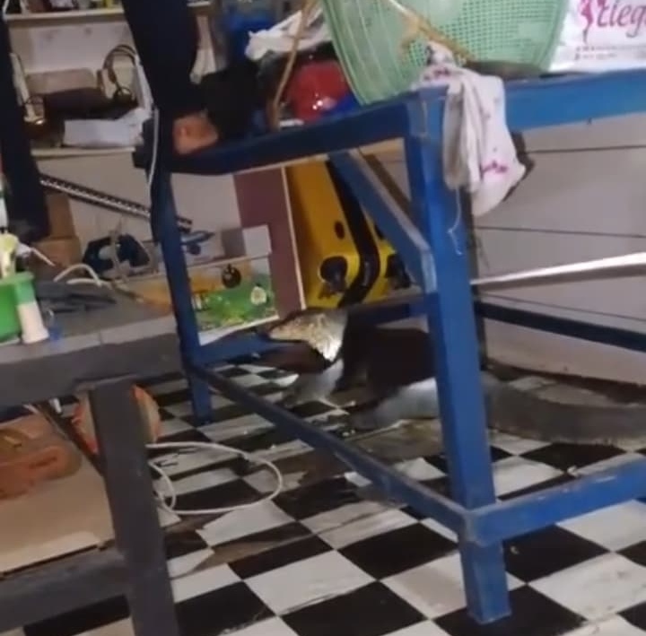insiden seekor biawak besar yang masuk ke dalam rumah warga dan memangsa dua ekor anak kucing | f. Red